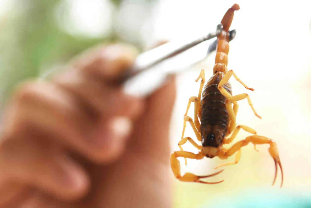 Dedetizadora na Chácaras e Ranchos Córrego das Favas